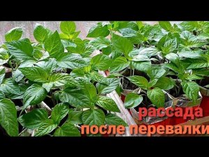 Рассада перца, что делаю сейчас.Как и в каком возрасте переваливать.Рост после перевалки