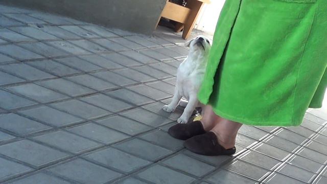 ЛАБРАДОР  БОНЯ 2 МЕСЯЦА НАШИ УСПЕХИ