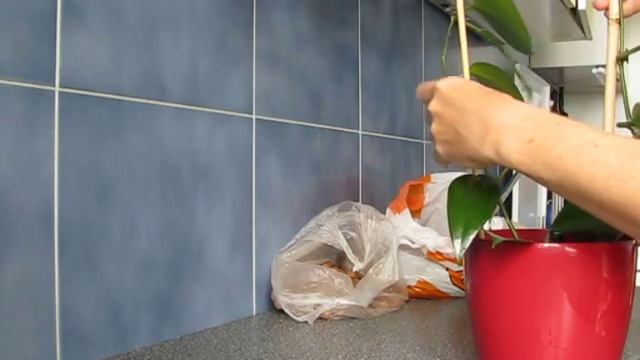 Hydroponics - Hoya rigida.wmv