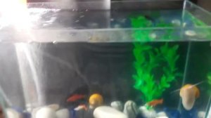 Мой аквариум на 15литров?????