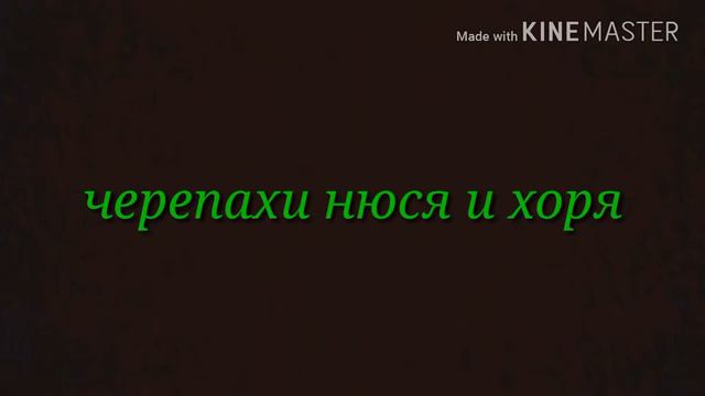 Топ-5 моих любимые животных смотреть онлайн