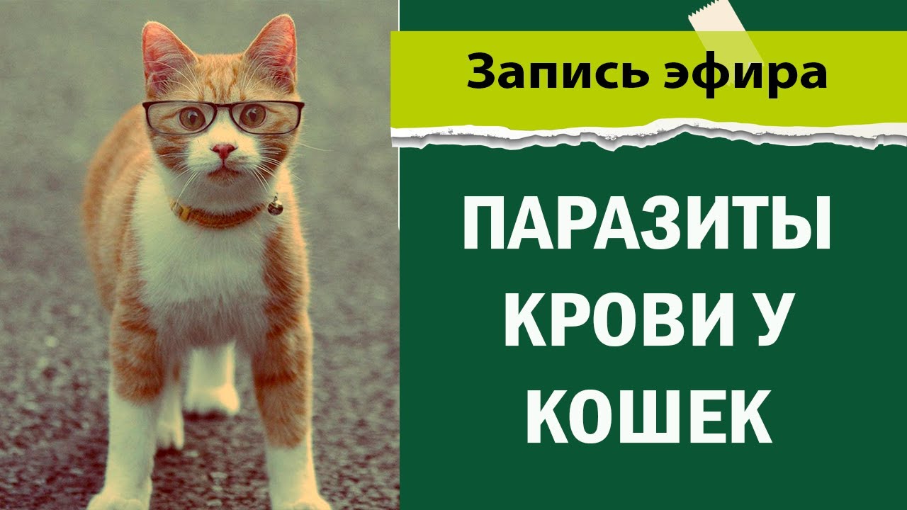 Паразиты крови у кошек. Боррелиоз