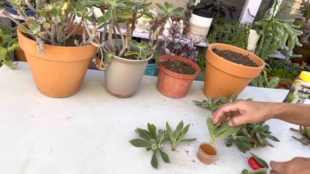 How to propagate Succulents Echeveria Ruby Slippers смотреть онлайн