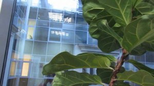 Фикус Лирата через восемь месяцев после омолаживающей обрезки