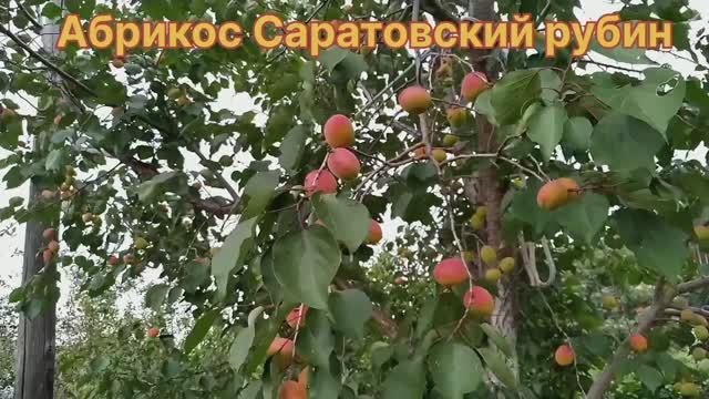 Абрикос Саратовский рубин. Южный Урал. 26. 07. 2023