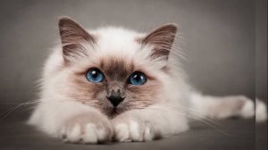 Самые ласковые породы кошек