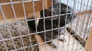 Прикол с шиншиллой. Наш домашний питомец Максик читает стих сижу за решёткой в темнице....))