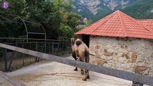 Ялтинский зоопарк "Сказка". Новые впечатления.