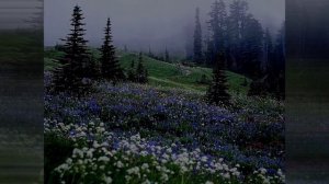 ✨ MiatriSs- он не был предателем (speed up) ✨