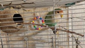 ПОПУГАЙ НЕРАЗЛУЧНИК ВЕСЕЛО ТАНЦУЕТ В КЛЕТКЕ | A PARROT DANCES IN A CAGE