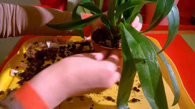 Венерин башмачок_ Пересадка смотреть онлайн