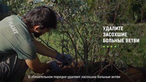Как ухаживать за голубикой? Как правильно ухаживать за голубикой на садовом участке?