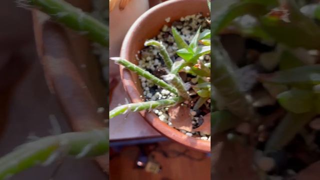 Haworthia Venosa & Rhipsalis Pilocarpa