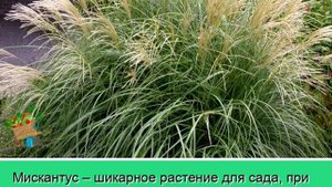 ТРАВЫ для ОФОРМЛЕНИЯ вашего САДА!!!// ПОДБОРКА разных ДЕКОРАТИВНЫХ ТРАВ для уютного ландшафта