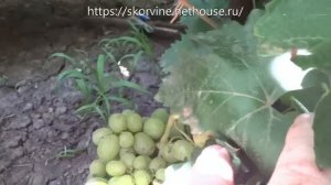 Сорта винограда 2018. Иллария, Дарья, Принцесса Диана - перспективные новинки на моем винограднике