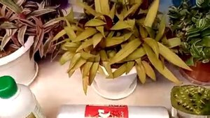 Выставка в Краснодаре 8-9 октября. Выбираем цветочки!