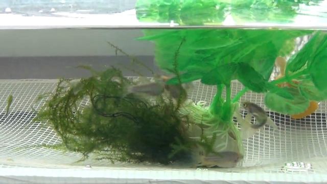 Процесс нереста данио GloFish смотреть онлайн