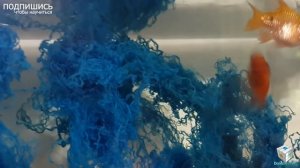 Золотой барбус. барбус, Barbus, 鯉養殖, Breeding Barbus, la cría Barbus, Barbus Zucht, Barbus प्रजनन