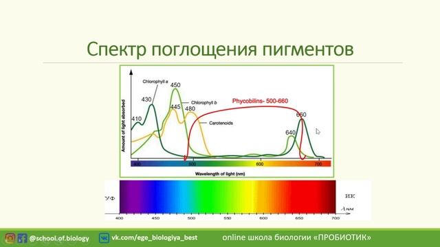 Фотосинтез.  Подготовка к ЕГЭ.  часть 1.  Пигменты фотосинтеза