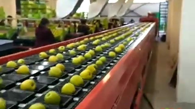ЛИНИЯ СОРТИРОВКИ ЯБЛОК ДО 10 ТОНН В ЧАС (КАБАРДИНО-БАЛКАРИЯ)