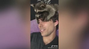 Забавные еноты #3 - подборка смешных животных | Попробуй не улыбнуться! | Приколы с енотами | Милот