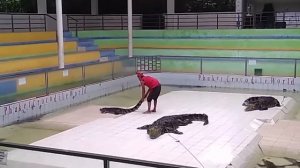 Обзорная экскурсия по Пхукету. Ват Чалонг, крокодиловая и змеиная фермы.