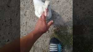 РУЧНАЯ УТКА. ЖРАТЬ ХОЧУ.