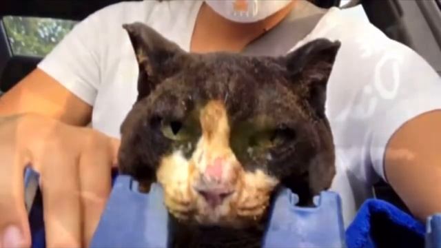 Девушки вернулись на пепелище, что бы спасти своего кота, то что они там обнаружили невероятно смотреть онлайн