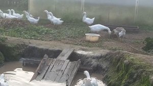 Гуси ходят табуном за хозяином! Грозная гусыня - мамка и её семь важных гусят.