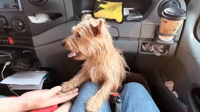 Терьер по имени Стич смотреть онлайн