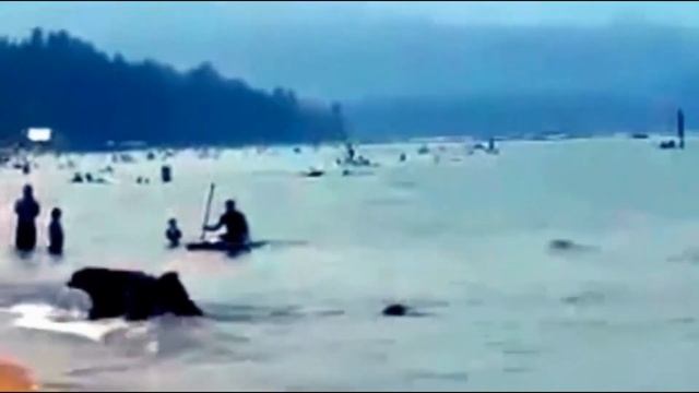 Отдыхающие бросились врассыпную, когда на пляже появились ОНИ смотреть онлайн