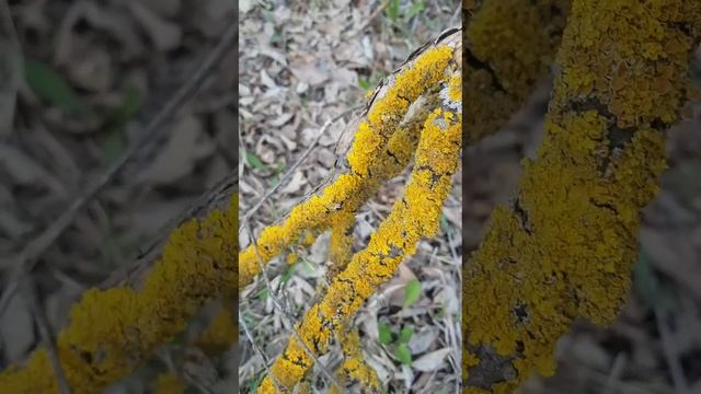 Заготовка природных материалов. Лишайники.