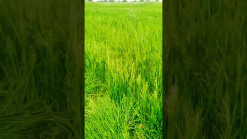 косить или ростить