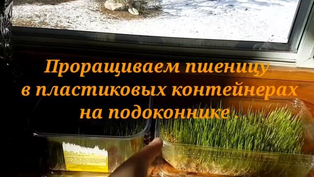 Кормим цыплят пророщенной пшеницей, хорошая витаминная добавка в межсезонье