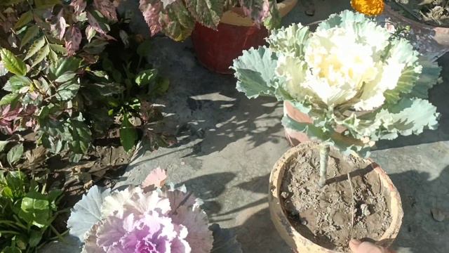 Kale plant | Ornamental Cabbage | care, save and grow methods #beautiful #flowers #winter смотреть онлайн