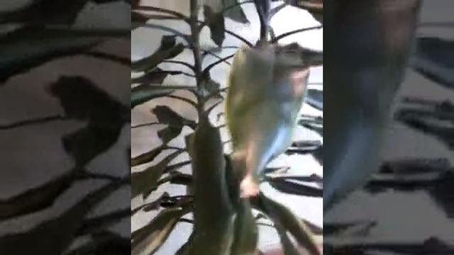 Драцена душистая (Dracaena Fragrans)
