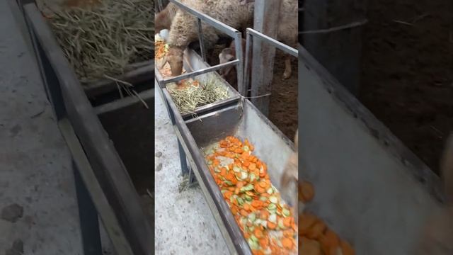 Кормление овец Арашанской породы в весенне время! Село Арашан 2023 год, начало наших съёмок ???