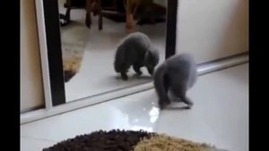 Черный кот! Самое лучшее исполнение! Black Cat! The best performance!