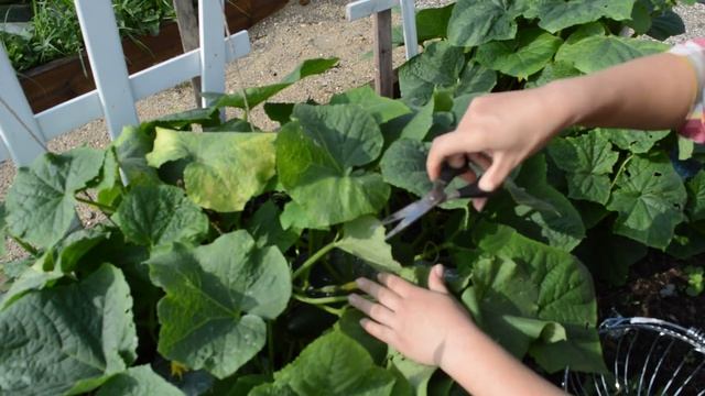 Огурец "5 звезд": сюрприз от Аэлиты смотреть онлайн