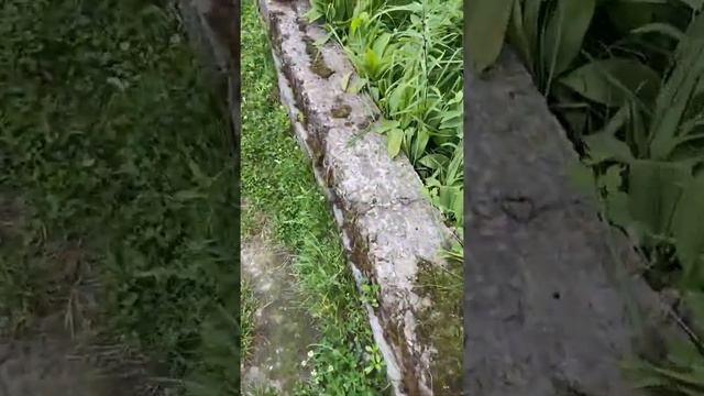 Разделка ДИКОГО ГОЛУБЯ (ВЯХЕРЯ) смотреть онлайн