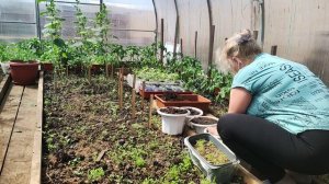 Простые радости деревни.25 апреля 2024.