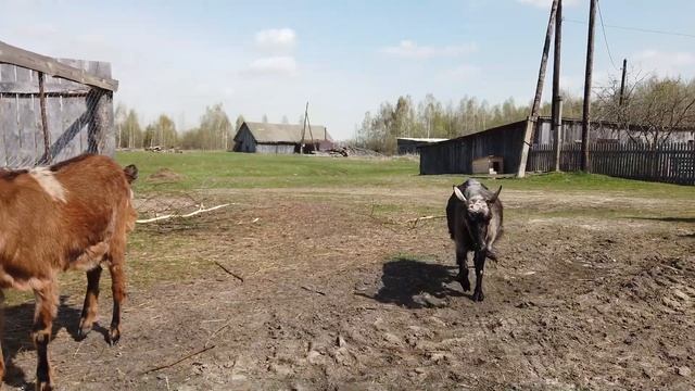 Жизнь в деревне. Козы , козлята, козлик Алтай. смотреть онлайн