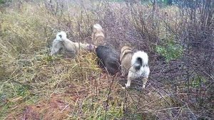 Охота на кабана с Западно сибирскими лайками