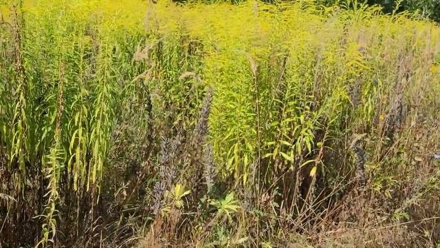 Золотарник захватывает Полесье (#solidago#золотарник#полесье)