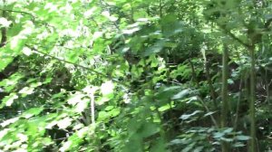 Краснолесье, Калининградская область