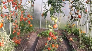 Томат "КИБО F1" Ленинградская обл.