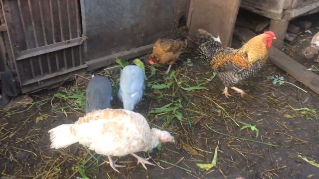 Цесарочки , индюки кушают травку смотреть онлайн