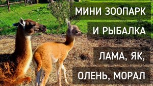 Отдых в Подмосковье. Мини - зоопарк, ламы, яки, олени. Рыбалка / Vacation in Moscow Region. Mini Zoo