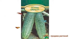 Огурец обыкновенный Отело F1 (otelo f1) ? огурец Отело F1 обзор: как сажать семена огурца Отело F1