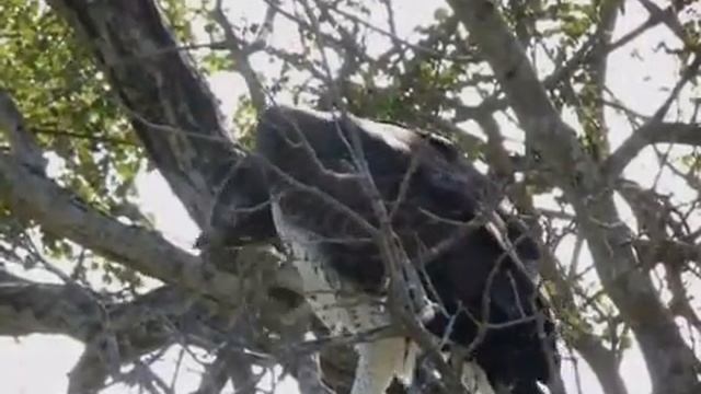 Боевой орёл смотреть онлайн